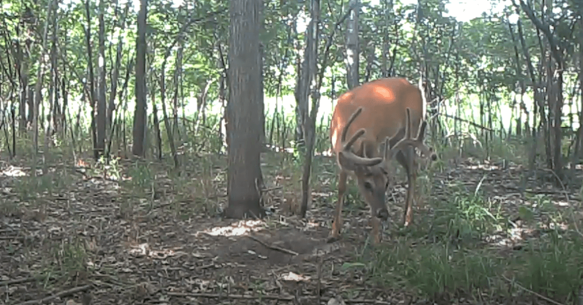 Featured Image for Proven Trail Camera Strategies for Locating Bucks
